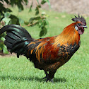 Rooster