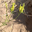 Yellow  Sweetclover