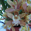Boat orchids