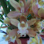 Boat orchids