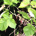 raspberry plant