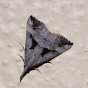 Moth