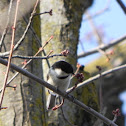 Black-capped Chickadee