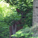 White-tailed Deer