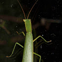 New Zealand Praying Mantis