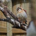 Pygmy Falcon