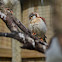 Pygmy Falcon