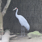 Brolga