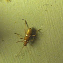 Ivory-marked Beetle