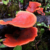 The Fungus Search - Vermont Secondary College