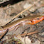 Five-Lined Skink
