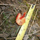 Waxcap sp.