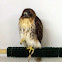 Red-tailed Hawk