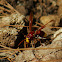 Oriental Hornet