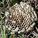 Wasp Nest