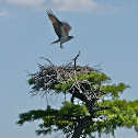 Osprey