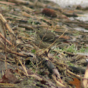 American Pipit