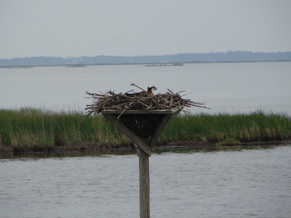 Spotting Image 1