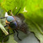Mosca
