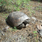 Gopher Tortoise
