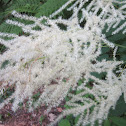 Oceanspray