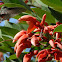 White-throated Hummingbird