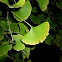 Ginkgo biloba o árbol de los cuarenta escudos