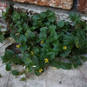 Straggler Daisy