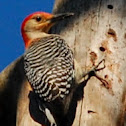 Red-bellied Woodpecker
