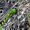 Eastern Pondhawk