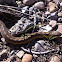 Western garter snake