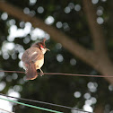 Red-whiskered Bulbul