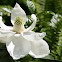Magnolia