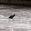 Eurasian Coot on Thin Ice
