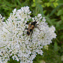 Speckled longhorn beetle