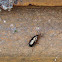 Ground Beetle / Trčak