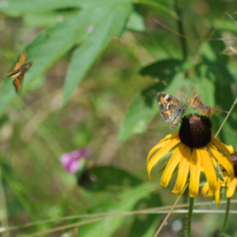 Butterflies on Black-eyed Susan