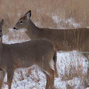 White-tailed Deer