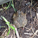 Common Toad