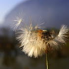 Dente de Leão (Dandelion)