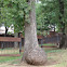 Burl on Post Oak