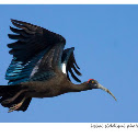 Red-naped Ibis