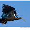 Red-naped Ibis