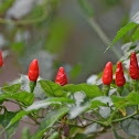 Kanthari (bird's eye chilli/thai pepper/african peri-peri)