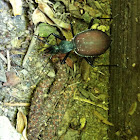 Margined snail-eating beetle