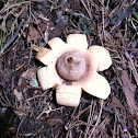 Estrella terrestre, Earthstar