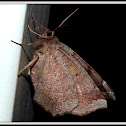 Curve-Toothed Geometer Moth