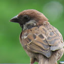 Eurasian Tree Sparrow