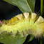 Pale Tussock Moth