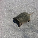Common snapping turtle